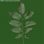 leaf_00390.jpg