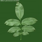 leaf_00393.jpg