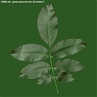 Filename=leaf_00394.jpg
Filesize=66KiB
Dimensions=640x640
Date added=Sep 14, 2006 leaf_00394.jpg