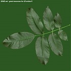Filename=leaf_00396.jpg
Filesize=72KiB
Dimensions=640x640
Date added=Sep 14, 2006 leaf_00396.jpg