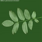 Filename=leaf_00399.jpg
Filesize=68KiB
Dimensions=640x640
Date added=Sep 14, 2006 leaf_00399.jpg