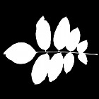 Filename=leaf_mask_00136.jpg
Filesize=36KiB
Dimensions=640x640
Date added=Sep 14, 2006 leaf_mask_00136.jpg