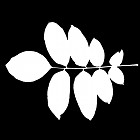 Filename=leaf_mask_00137.jpg
Filesize=36KiB
Dimensions=640x640
Date added=Sep 14, 2006 leaf_mask_00137.jpg