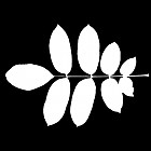 Filename=leaf_mask_00142.jpg
Filesize=37KiB
Dimensions=640x640
Date added=Sep 14, 2006 leaf_mask_00142.jpg