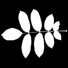 Filename=leaf_mask_00166.jpg
Filesize=38KiB
Dimensions=640x640
Date added=Sep 14, 2006 leaf_mask_00166.jpg