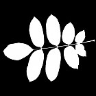 Filename=leaf_mask_00167.jpg
Filesize=38KiB
Dimensions=640x640
Date added=Sep 14, 2006 leaf_mask_00167.jpg