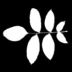 Filename=leaf_mask_00168.jpg
Filesize=35KiB
Dimensions=640x640
Date added=Sep 14, 2006 leaf_mask_00168.jpg