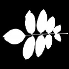 Filename=leaf_mask_00170.jpg
Filesize=37KiB
Dimensions=640x640
Date added=Sep 14, 2006 leaf_mask_00170.jpg