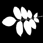 Filename=leaf_mask_00171.jpg
Filesize=37KiB
Dimensions=640x640
Date added=Sep 14, 2006 leaf_mask_00171.jpg