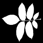 Filename=leaf_mask_00172.jpg
Filesize=39KiB
Dimensions=640x640
Date added=Sep 14, 2006 leaf_mask_00172.jpg