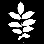 Filename=leaf_mask_00389.jpg
Filesize=37KiB
Dimensions=640x640
Date added=Sep 14, 2006 leaf_mask_00389.jpg