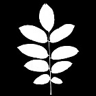 Filename=leaf_mask_00390.jpg
Filesize=37KiB
Dimensions=640x640
Date added=Sep 14, 2006 leaf_mask_00390.jpg