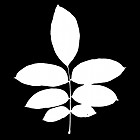 Filename=leaf_mask_00393.jpg
Filesize=35KiB
Dimensions=640x640
Date added=Sep 14, 2006 leaf_mask_00393.jpg