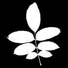 Filename=leaf_mask_00394.jpg
Filesize=36KiB
Dimensions=640x640
Date added=Sep 14, 2006 leaf_mask_00394.jpg