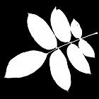 Filename=leaf_mask_00395.jpg
Filesize=39KiB
Dimensions=640x640
Date added=Sep 14, 2006 leaf_mask_00395.jpg