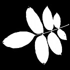Filename=leaf_mask_00396.jpg
Filesize=39KiB
Dimensions=640x640
Date added=Sep 14, 2006 leaf_mask_00396.jpg