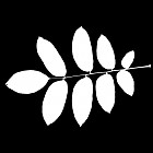 Filename=leaf_mask_00400.jpg
Filesize=38KiB
Dimensions=640x640
Date added=Sep 14, 2006 leaf_mask_00400.jpg