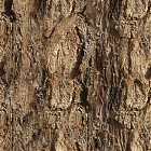 treeBark.jpg