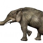 elephant.jpg