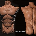 torso.jpg